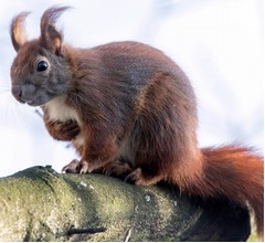 「犯人はリス」旅行してたら家がボロボロに&hellip;