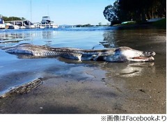 ワニのような&ldquo;怪物魚&rdquo;に注目、SNSで拡散「気味悪い」「エイリアン」。
