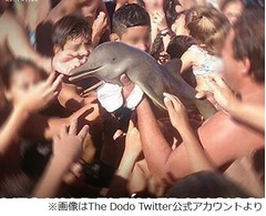 &ldquo;自撮り&rdquo;のためイルカが死ぬ、リゾートビーチでの悲劇に怒りの声。