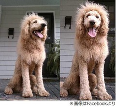 街中に&ldquo;ライオン&rdquo;通報相次ぐ、遭遇した市民大慌てもその正体は&hellip;。