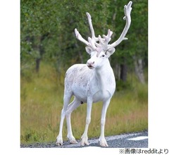 激写された&ldquo;真っ白なトナカイ&rdquo;が話題に