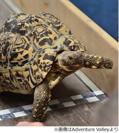 &ldquo;世界最速&rdquo;カメが上り坂一気、従来記録をはるかに凌ぐスピード。