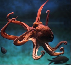 気候変動で&ldquo;タコが失明&rdquo;する可能性、水温上昇で卵に異変