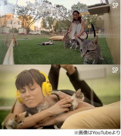 ストレス解消に&ldquo;子ネコ療法&rdquo;、神経を落ち着かせ気分を上向かせる効能。