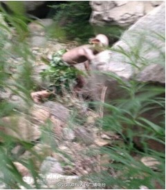 【写真】二足歩行する謎の生物を激写、「ドビーだ」「ゴラムだ」と大騒ぎ。