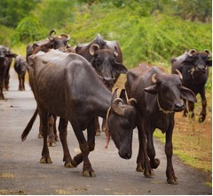牛を盗んだ男、牛に殺される