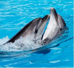 イルカは&ldquo;ともだちんこ&rdquo;していた