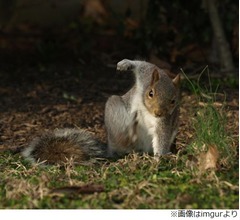 &ldquo;スーパーヒーローのようなリス&rdquo;に大反響