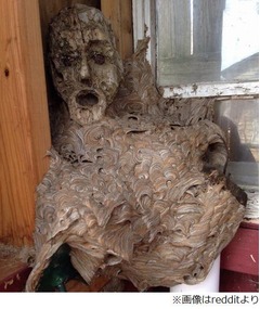 【写真】不気味すぎるスズメバチの巣、使っていなかった小屋に入ったら&hellip;。