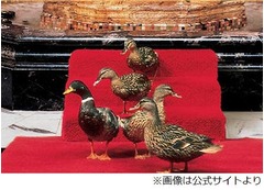 &ldquo;カモの世話&rdquo;求人に応募殺到、米国の老舗ホテルで飼育の5羽を担当。