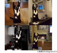 &ldquo;祈り&rdquo;を捧げているような猫、「新たな指導者」「元気玉ごっこ」と反響。