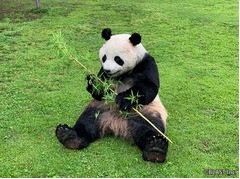 &ldquo;ほぼ本物&rdquo;のパンダ、レンタル開始