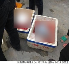 絶滅危惧種イルカ解体&rarr;肉を路上販売で炎上