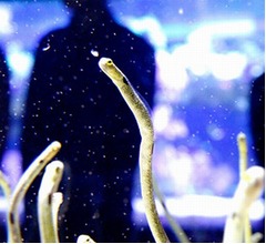 チンアナゴの日にフェスイベント「チンソニZ」