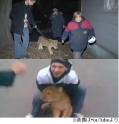 道で拾ったライオン連れ登校、学校に現れた&ldquo;猛獣&rdquo;に皆ビックリ。