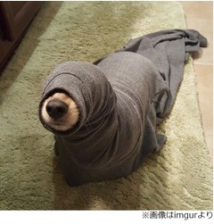 &ldquo;アシカらしき生物&rdquo;が話題に、浴室で何やらうごめく茶色の存在&hellip;。