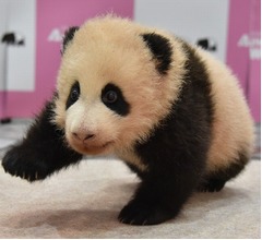 パンダの赤ちゃんがよちよち歩き