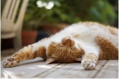 ニャンコに一人っ子政策＆門限、スイスで提出された猫関連法案に賛否。