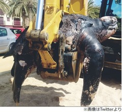 リゾート地に漂着した700kg超の&ldquo;怪物&rdquo;