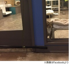 仲間を脱走させる猫、&ldquo;独房&rdquo;に入れられる