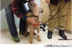 視力取り戻したわんこ大喜び、飼い主家族との久々対面シーンが話題に。