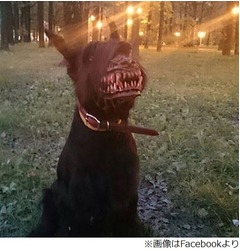 &ldquo;地獄の番犬&rdquo;になれる？口輪、天使のような犬も獰猛な姿に&hellip;。