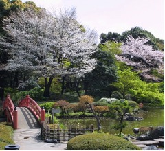 ホテルニューオータニ日本庭園で「桜まつり」