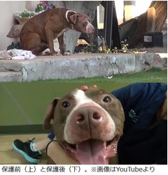 &ldquo;愛&rdquo;注がれ捨て犬の表情変化、険しさ薄れ穏やかになったピットブル。