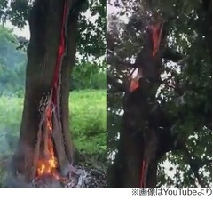 雷に打たれ&ldquo;内側が燃える&rdquo;木、直後に撮影された動画に多くの反響。