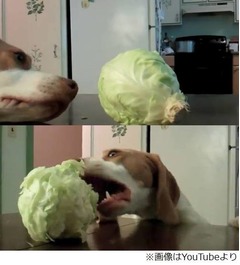 「キャベツ食べたい」必死な犬、愛らしい姿に絶賛の声が相次ぐ。