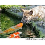仲良しな犬と鯉が&ldquo;熱いキス&rdquo;、種を超えた光景に飼い主もほっこり。