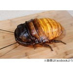 大型のゴキブリをケーキで再現「すごい。でも吐きそう」「なぜ作った？」。