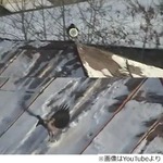 屋根をスイーッと滑るカラス、スノーボードのように斜面で&ldquo;一人遊び&rdquo;。