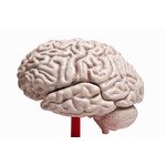 研究用&ldquo;脳&rdquo;100瓶が行方不明、16人殺害した凶悪犯のものも姿消す。