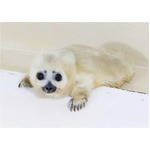 激レアなワモンアザラシの出産、赤ちゃん誕生は鴨シーが世界で2館目。