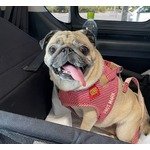 真飛聖「おもちとお仕事でした」、愛犬と一緒のロケ喜ぶ