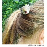 少女のポニテの中でリスが生活、一日の大半は&ldquo;憩いの場&rdquo;で過ごす。