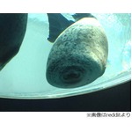 かわいい&ldquo;むにゅっ&rdquo;アザラシ、ガラスに押しつけ気持ちよさそうな顔。