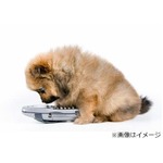 子犬が&ldquo;通報&rdquo;逃走劇に終止符、警察も「警察犬として有望」と評価。