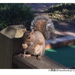 かわいすぎる&ldquo;毎日小さいアイス食べるリス&rdquo;