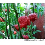 &ldquo;世界一辛い唐辛子&rdquo;が交代か、ギネス認定唐辛子を上回る辛さ検出。