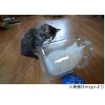 ガラス瓶がお気に入りにゃんこ、中で楽しむ妹に兄は&ldquo;疎外感&rdquo;。