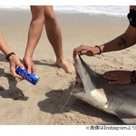 サメ殴る&hellip;ヒトデを杯に&hellip;バカ騒ぎの学生炎上