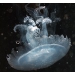 蓑をまとう「ミノクラゲ（仮称）」日本初展示