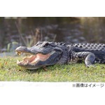 人間の遺体くわえたワニが闊歩、地元住民が自宅そばで衝撃の光景目撃。