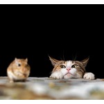 &ldquo;ネコが食べる生物&rdquo;は2084種、鳥類・爬虫類・哺乳類・昆虫・両生類など何でも