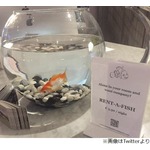 寂しい宿泊客に&ldquo;金魚&rdquo;貸し出し