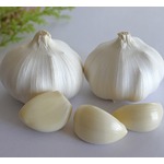 &ldquo;ニンニク抽出物&rdquo;細菌対策のマウスウォッシュとして最適かも？