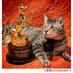 動画話題の&ldquo;盲目の猫&rdquo;に栄冠、猫動画の米コンテストでグランプリ。