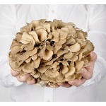 マイタケに&ldquo;認知機能改善効果&rdquo;、加齢で衰える認知機能の維持に役立つ可能性